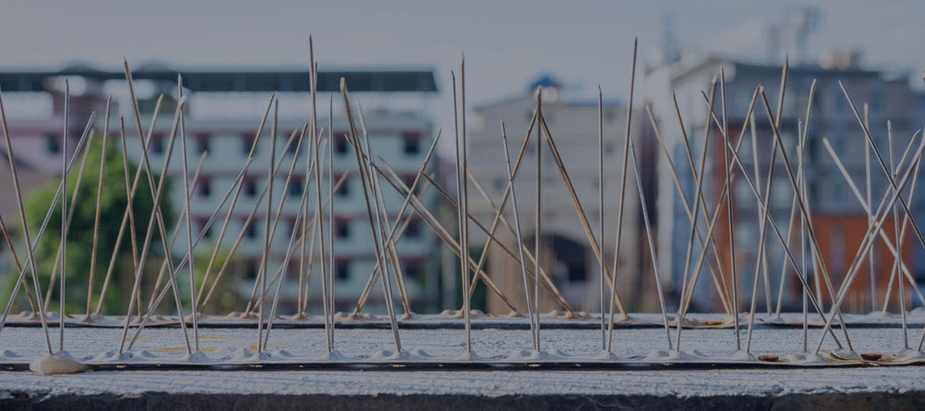 Bird Spikes  In hyderabad